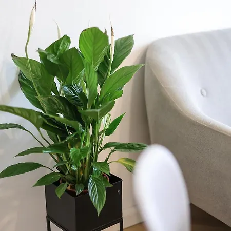 Duda Apartament *